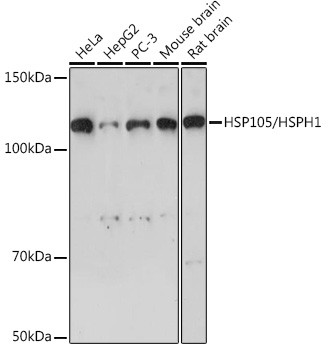 HSP105 Antibody in Western Blot (WB)