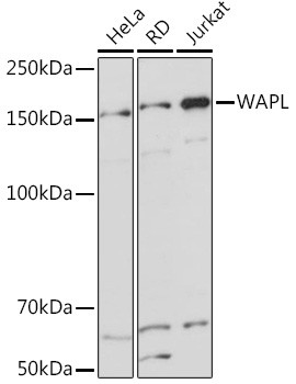 WAPL Antibody in Western Blot (WB)
