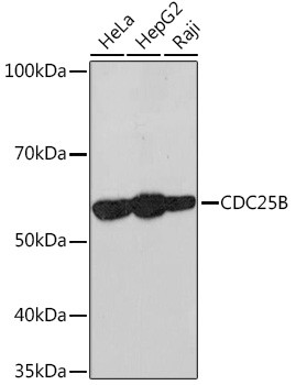 Cdc25B Antibody in Western Blot (WB)