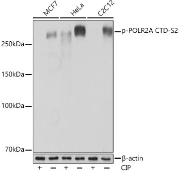 Phospho-POLR2A (Ser2) Antibody in Western Blot (WB)