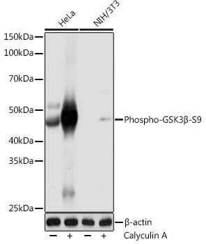 Phospho-GSK3B (Ser9) Antibody in Western Blot (WB)