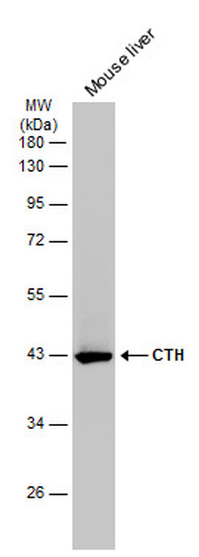 CTH Antibody in Western Blot (WB)