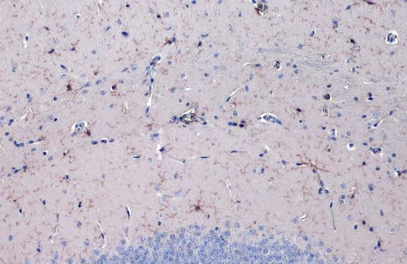 IBA1 Antibody in Immunohistochemistry (Paraffin) (IHC (P))