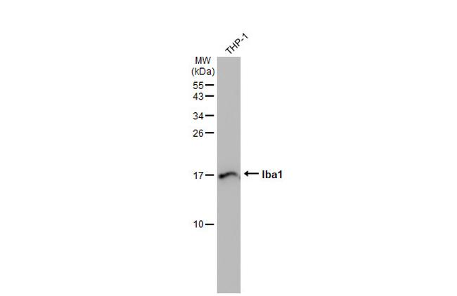 IBA1 Antibody in Western Blot (WB)