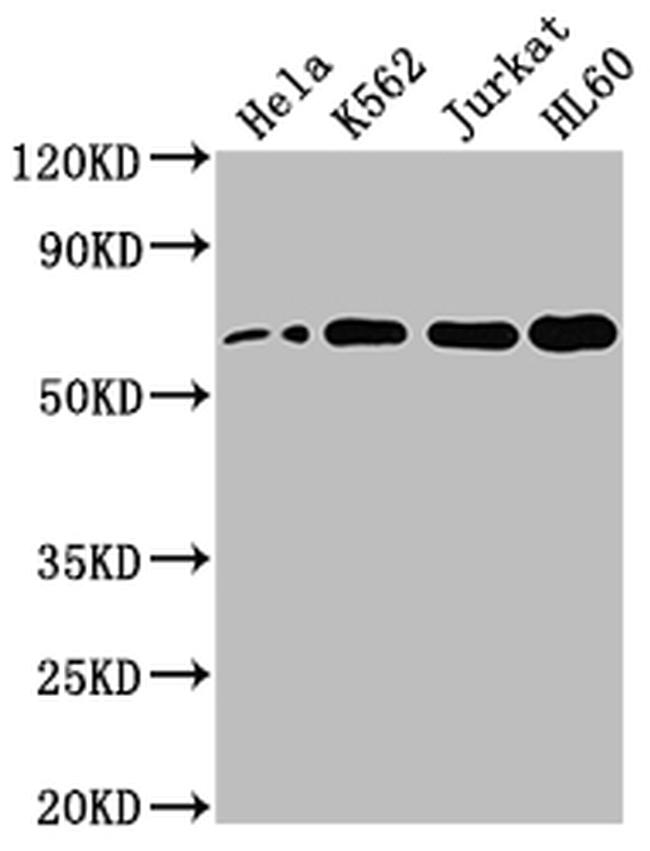 HDAC1 Antibody in Western Blot (WB)