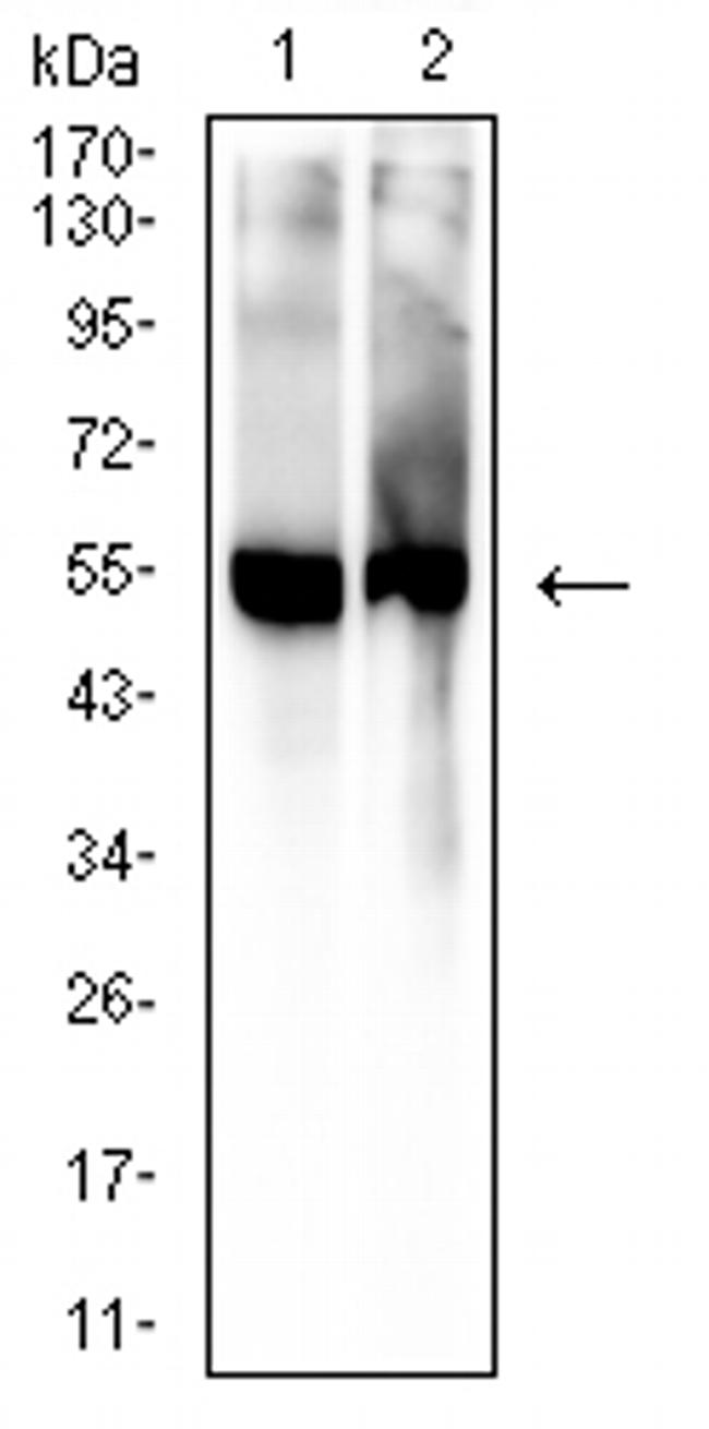 5-hydroxyuridine Antibody in Western Blot (WB)