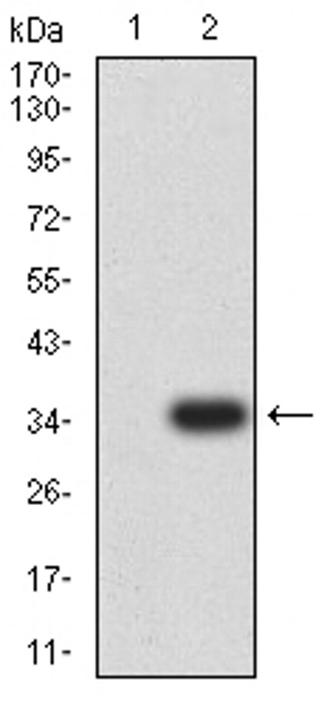 ACTH Antibody in Western Blot (WB)