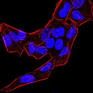 BMP-4 Antibody in Immunocytochemistry (ICC/IF)