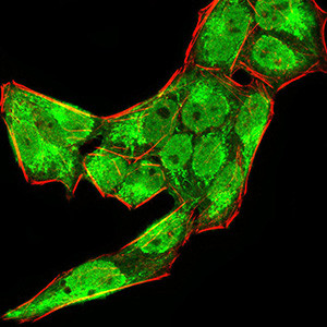 BMP-4 Antibody in Immunocytochemistry (ICC/IF)