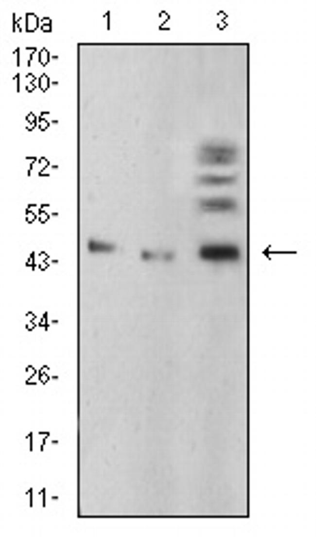 BMP-4 Antibody in Western Blot (WB)