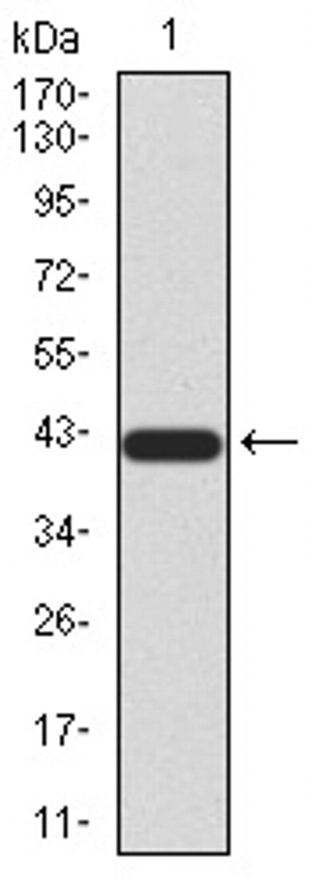 BMP-4 Antibody in Western Blot (WB)