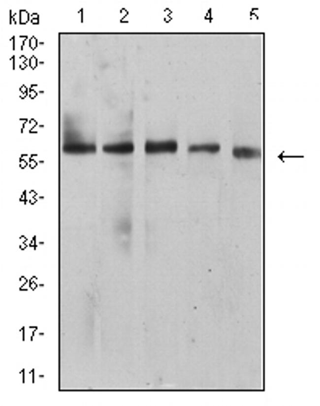 BTN1A1 Antibody in Western Blot (WB)