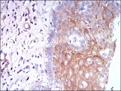 CSF1R Antibody in Immunohistochemistry (Paraffin) (IHC (P))