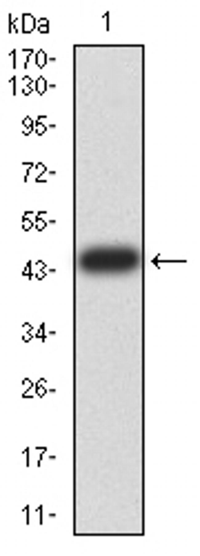 ESRRA Antibody in Western Blot (WB)