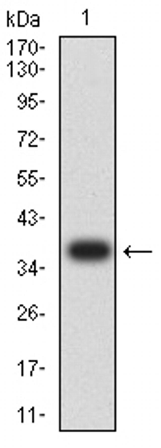 FGL1 Antibody in Western Blot (WB)