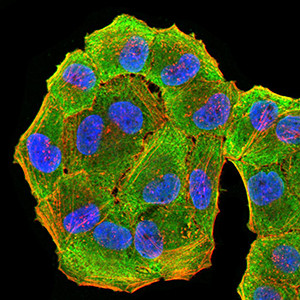 HLA-DRA Antibody in Immunocytochemistry (ICC/IF)