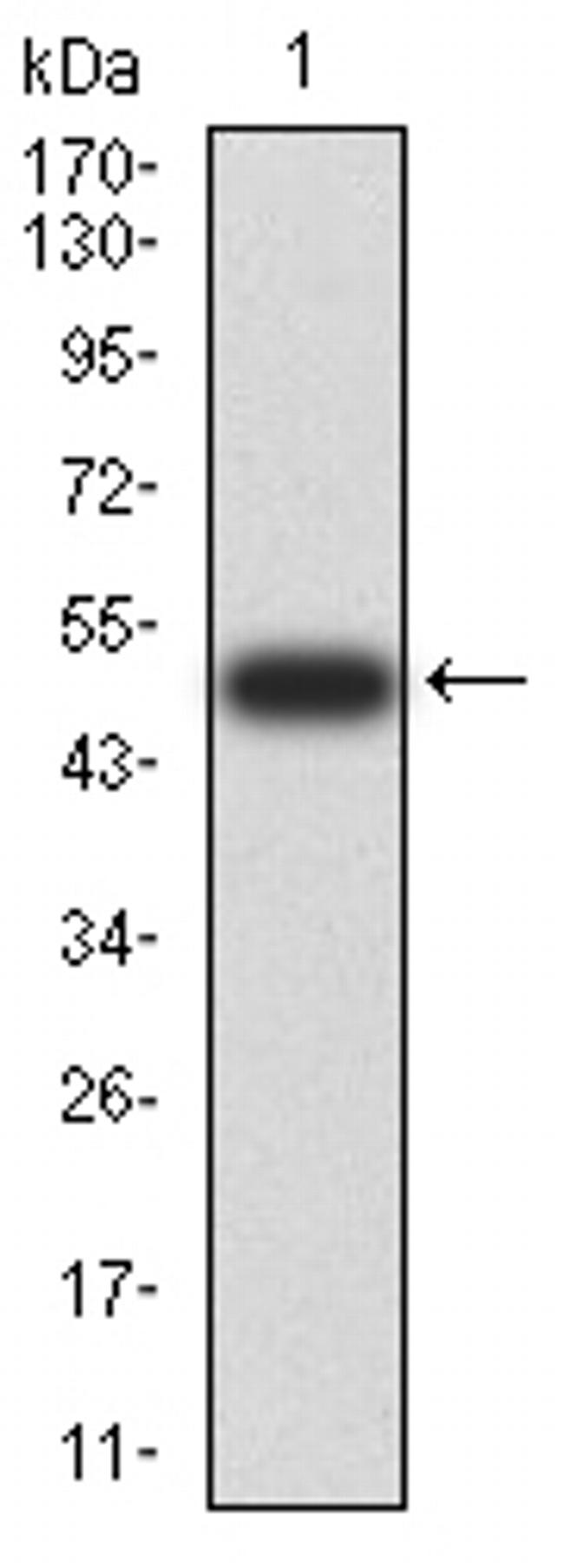 HLA-DRA Antibody in Western Blot (WB)