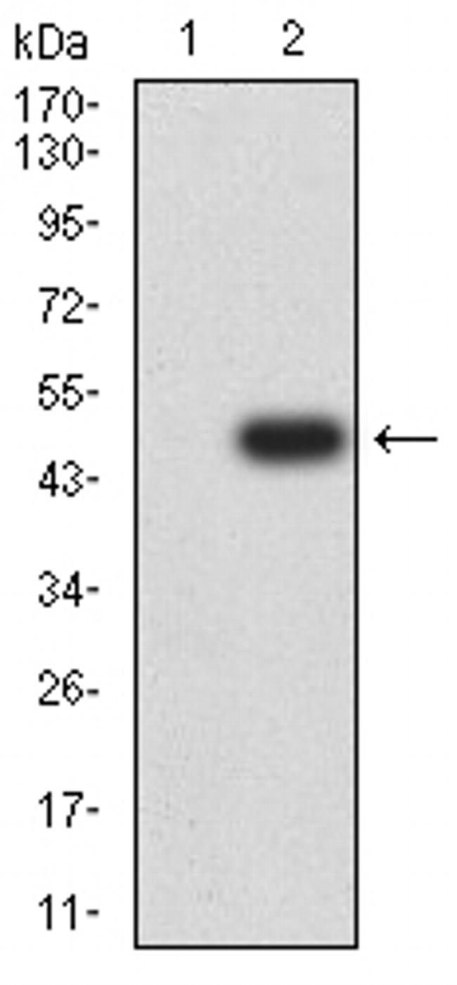 SETD8 Antibody in Western Blot (WB)