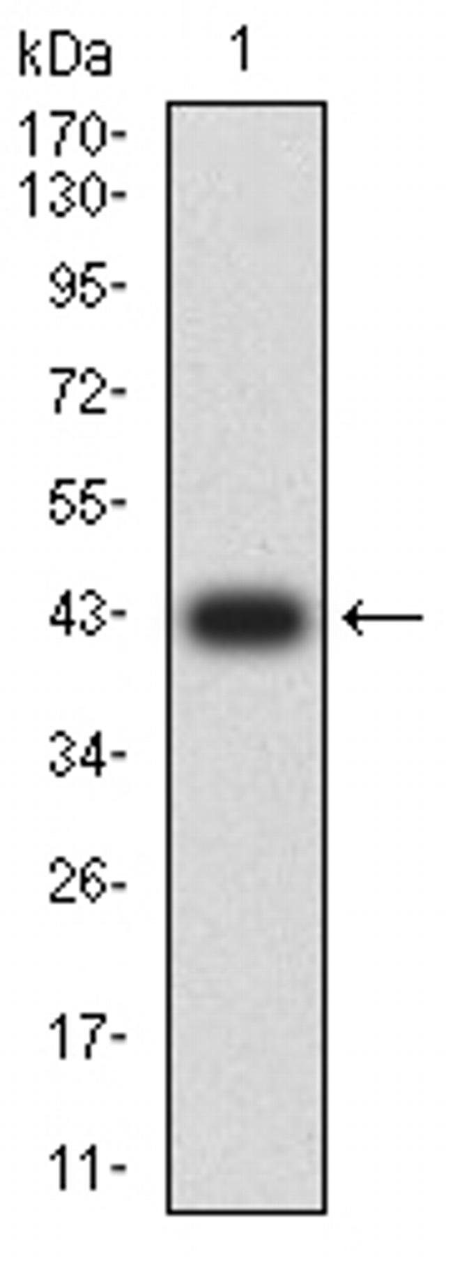 LILRA6 Antibody in Western Blot (WB)