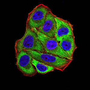 POMC Antibody in Immunocytochemistry (ICC/IF)