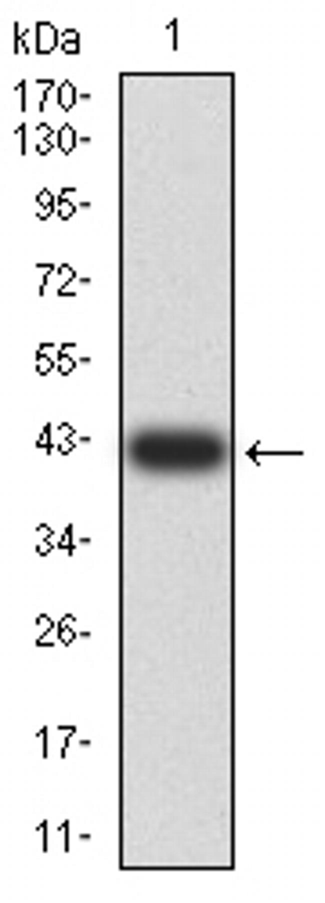 POMC Antibody in Western Blot (WB)