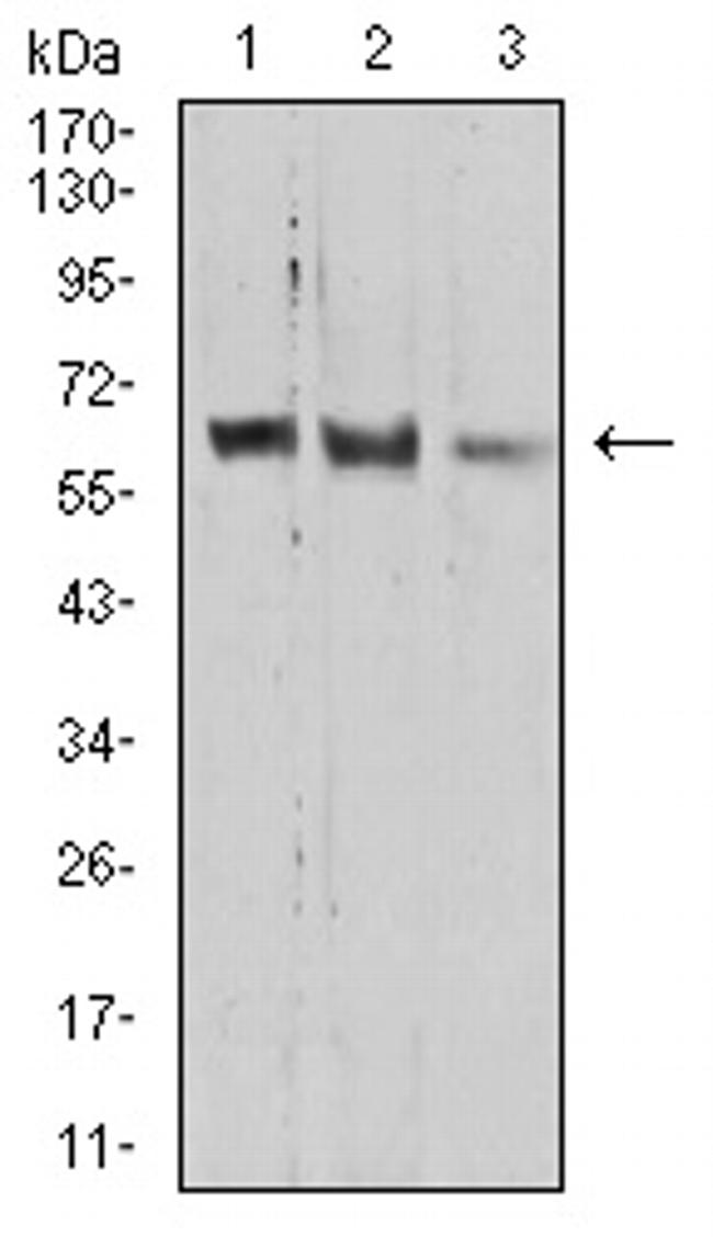 PRDM14 Antibody in Western Blot (WB)