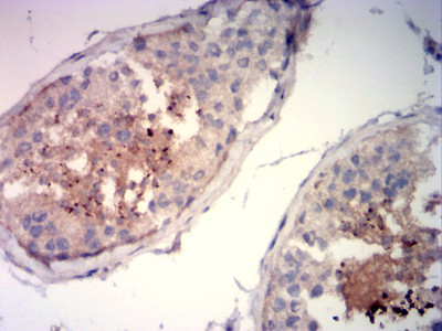 Acrosomal Vesicle Protein Antibody in Immunohistochemistry (Paraffin) (IHC (P))