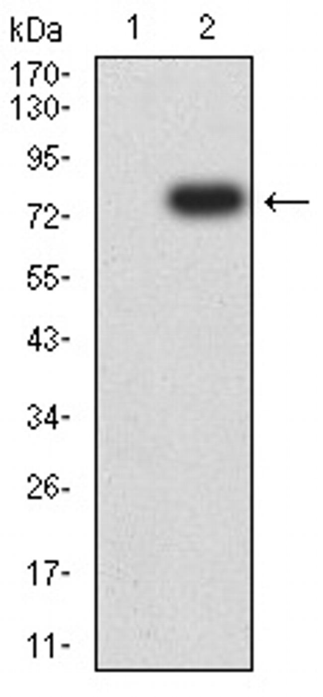 TOP2A Antibody in Western Blot (WB)