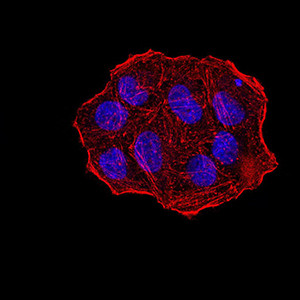 UHRF1 Antibody in Immunocytochemistry (ICC/IF)