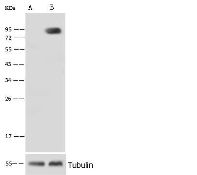 ALPL Antibody in Western Blot (WB)