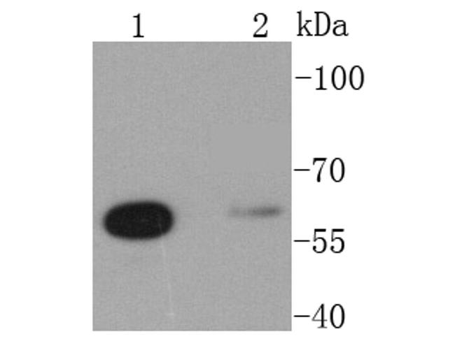 Glutaminase Antibody in Western Blot (WB)