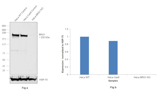 BRG1 Antibody in Western Blot (WB)