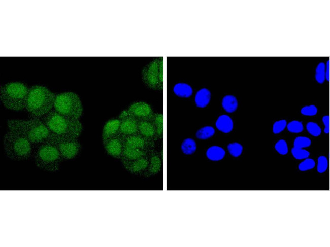 PAX5 Antibody in Immunocytochemistry (ICC/IF)