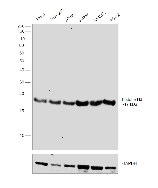 Histone H3 Antibody in Western Blot (WB)