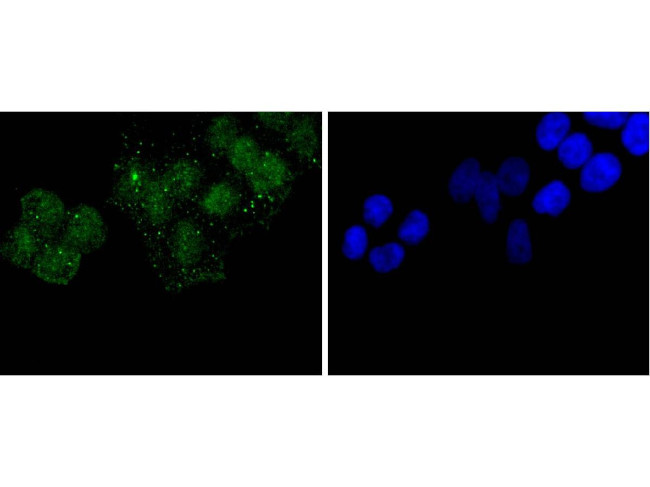 Histone H3 Antibody in Immunocytochemistry (ICC/IF)