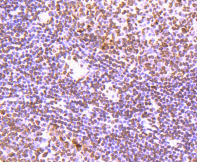 Histone H3 Antibody in Immunohistochemistry (Paraffin) (IHC (P))