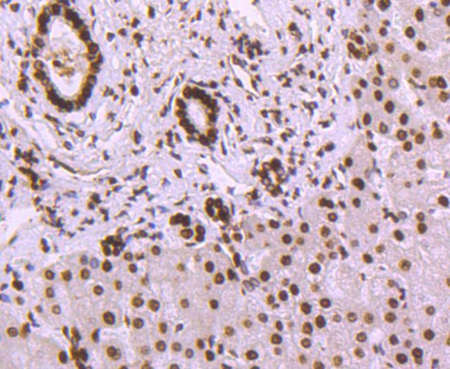 Histone H3 Antibody in Immunohistochemistry (Paraffin) (IHC (P))