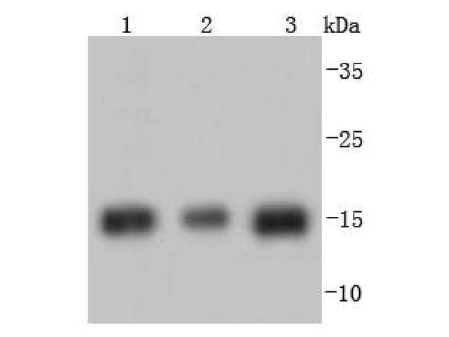 Histone H3 Antibody in Western Blot (WB)