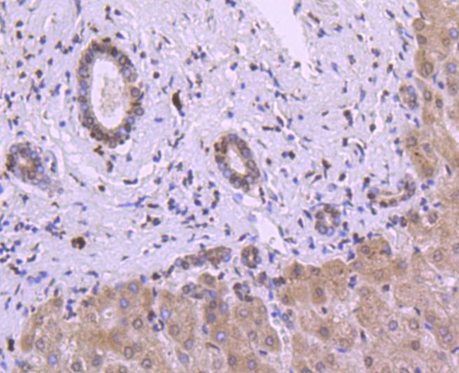 Histone H3 Antibody in Immunohistochemistry (Paraffin) (IHC (P))