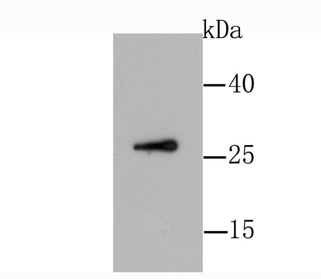 GDNF Antibody in Western Blot (WB)