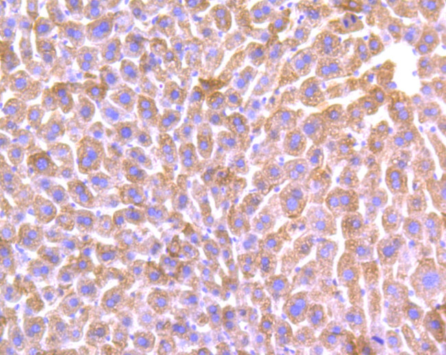 ALDH1L1 Antibody in Immunohistochemistry (Paraffin) (IHC (P))
