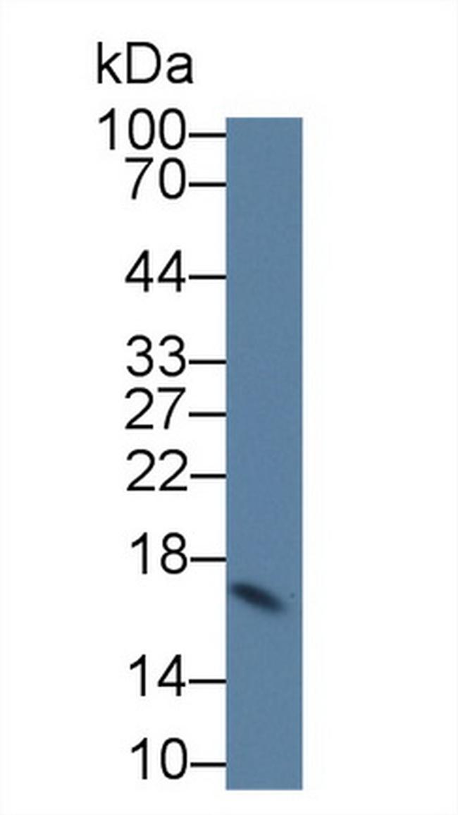 Cystatin C Antibody in Western Blot (WB)