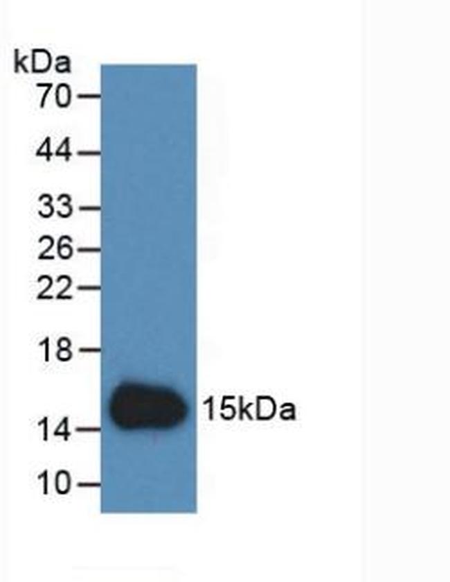 Cystatin C Antibody in Western Blot (WB)
