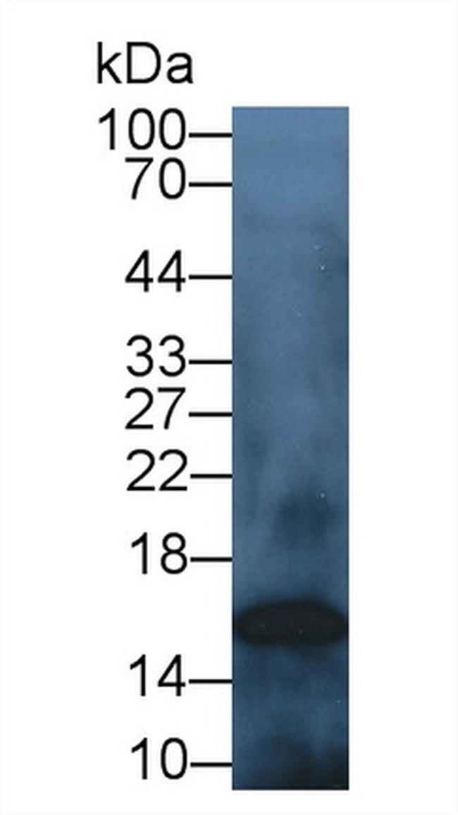 Cystatin C Antibody in Western Blot (WB)