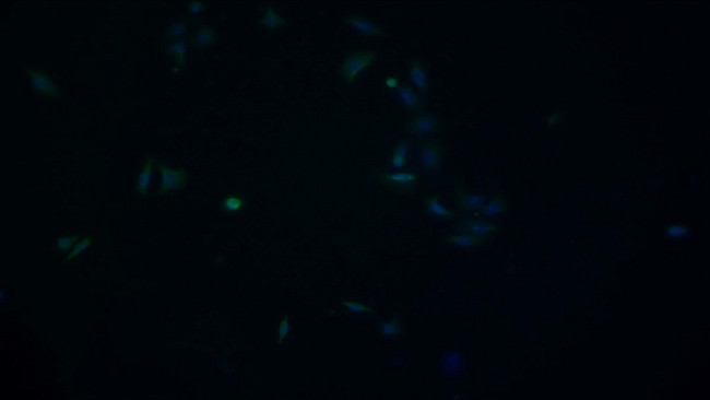 HSPA1A Antibody in Immunocytochemistry (ICC/IF)