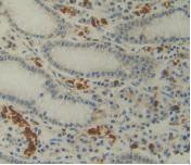 IL-12 p35 Antibody in Immunohistochemistry (Paraffin) (IHC (P))