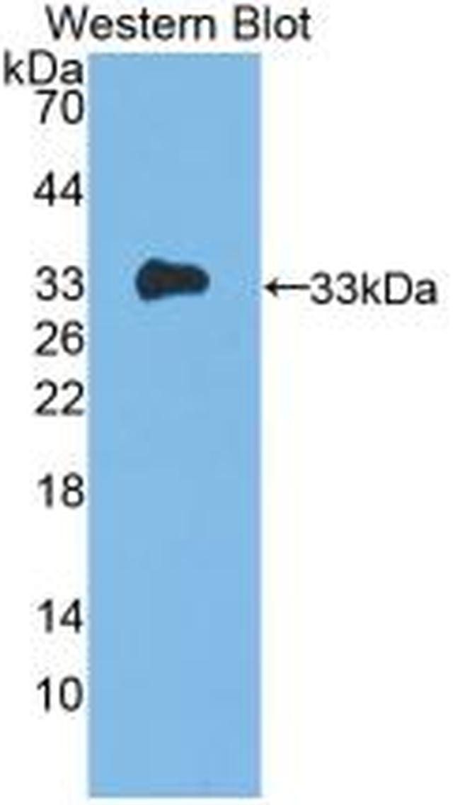 IL-12 p35 Antibody in Western Blot (WB)