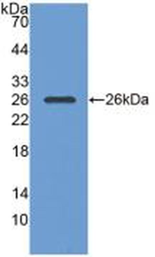 PGA5 Antibody in Western Blot (WB)