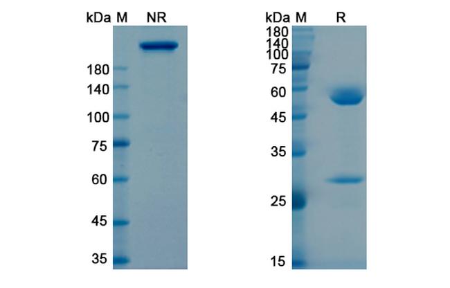 Tigatuzumab Humanized Antibody in SDS-PAGE (SDS-PAGE)