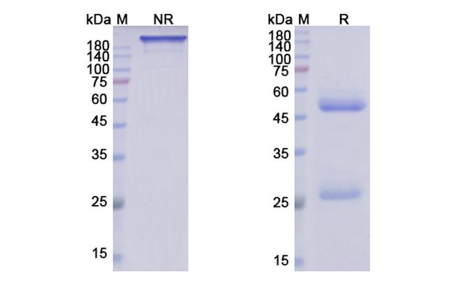 Ibalizumab Humanized Antibody in SDS-PAGE (SDS-PAGE)
